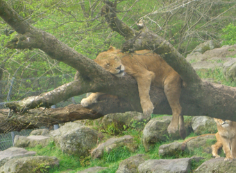 �T�t�@���p�[�N��