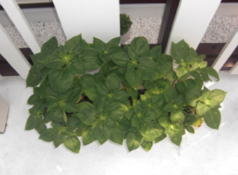 �q�}�����I�I